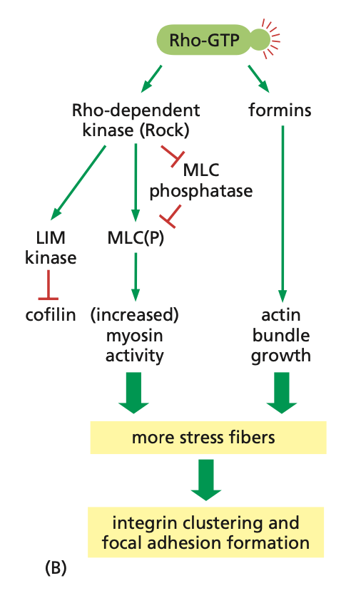 <p>Rho activation pathways</p>