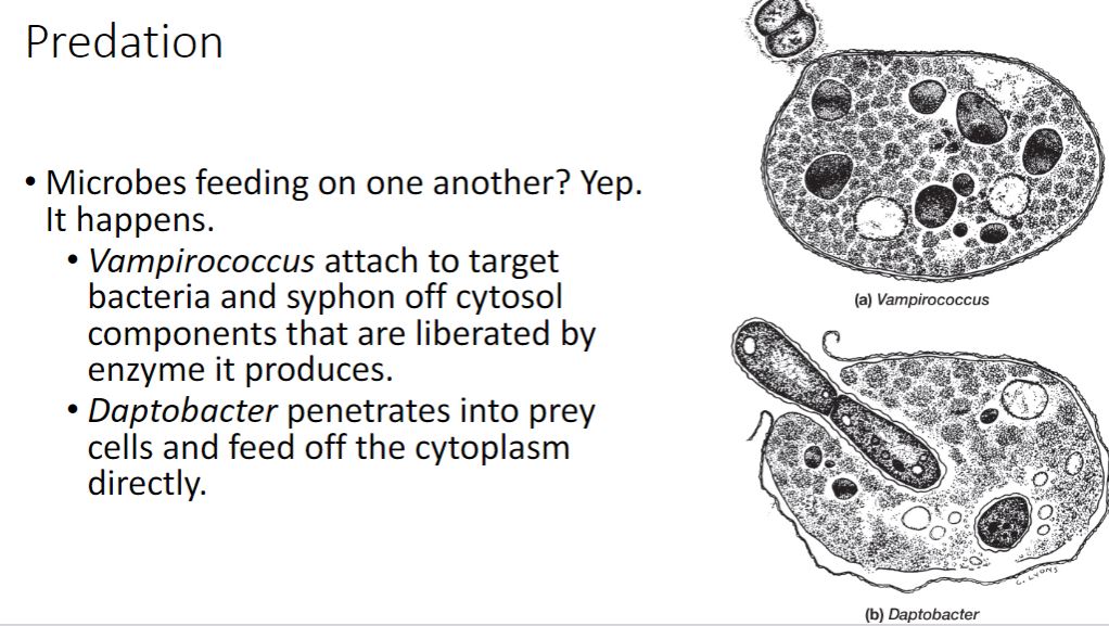 <p>-Antagonistic interactions include killing (predation), exploitation (parasitism), and competition. Those that obtain biochemical precursors and energy after the victim is killed are predators; parasites benefit while the victim is alive. Competition is best described as an uneasy truce between the microbes involved. We present examples of each. Microbial predators can be classified according to their predation strategy. Epibiotic predators attach to their prey organism&apos;s surface. Vampirococcus cells (figure 19.9a) attach to the outer membrane and secrete degradative enzymes that result in lysis and the release of the prey&apos;s cytoplasmic contents. Endobiotic predators invade the victim&apos;s cytoplasm or periplasm where they consume the contents to obtain the energy and precursors needed for cell division. Daptobacter (figure 19.9b) and Bdellovibrio (see figure 14.30) use this predation strategy. Order Bdellovibrionales includes predators that invade other Gram-negative bacteria.</p><p>-In contrast to the predatory bacteria shown in figure 19.9, some bacteria are facultative predators. Sometimes they consume organic matter released from dead organisms, whereas at other times, they actively prey on other microbes. Two examples are members of the y-proteobacterial genus Lysobacter and the &amp;-proteobacterial genus Myxococcus. Both display predation whereby populations of cells use gliding motility to creep toward and cover their prey while releasing an arsenal of degradative enzymes. M. xanthus fruiting body formation can be triggered when its prey has been exhausted. -Importantly, predation has many beneficial effects, especially when one considers predators and prey at the population and community levels. Ingestion and assimilation of a prey bacterium can lead to increased rates of nutrient cycling, critical for the functioning of the microbial loop (see figure 21.3). Although here we focus on bacterial predators, the impact of viral predation on communities, ecosystems, and even the global carbon budget is vast. As such, it is an active area of research. Marine viruses: mortality at sea</p>