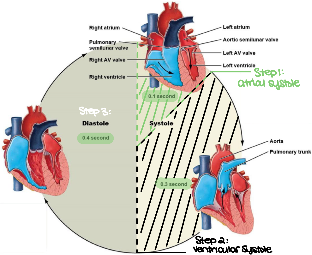 <p>diastole (step 3) </p>