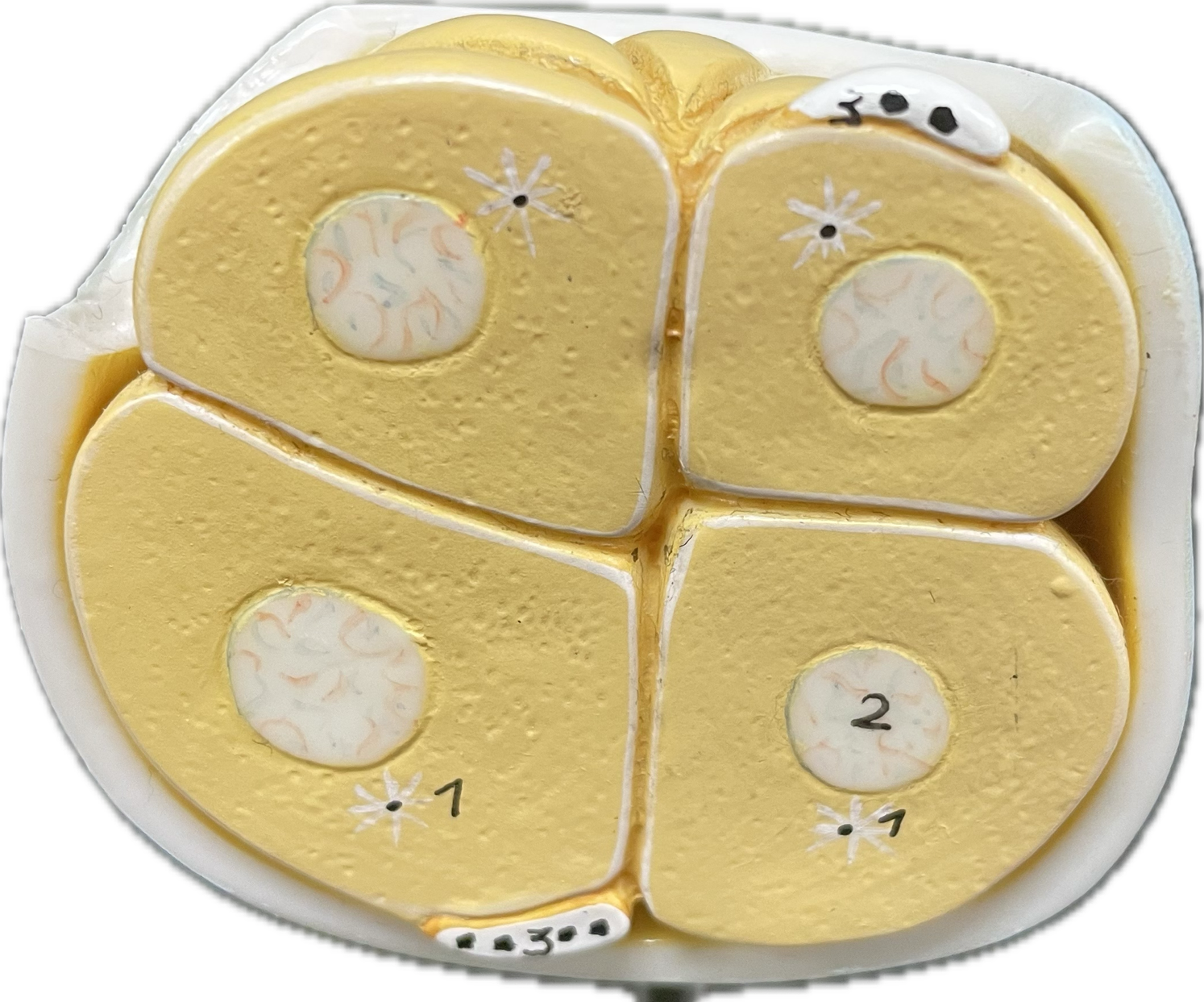 <p>16 cell stage </p>