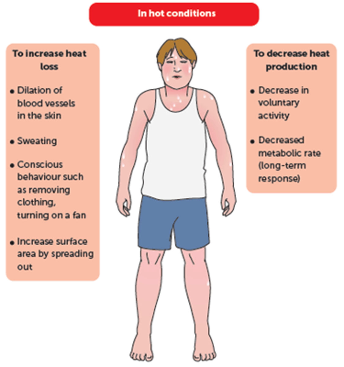 <p>Heat exhaustion occurs as a result of extreme sweating and vasodilation to lose heat. The loss of water in sweating reduces the volume of blood plasma and the vasodilation reduces resistance to blood flow. Blood pressure is thus reduced and output of blood from the heart decreases.</p>