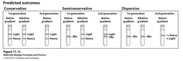 <p>How did Meselson and Stahl conduct their experiment determining the model of DNA replication? What were the results?</p>