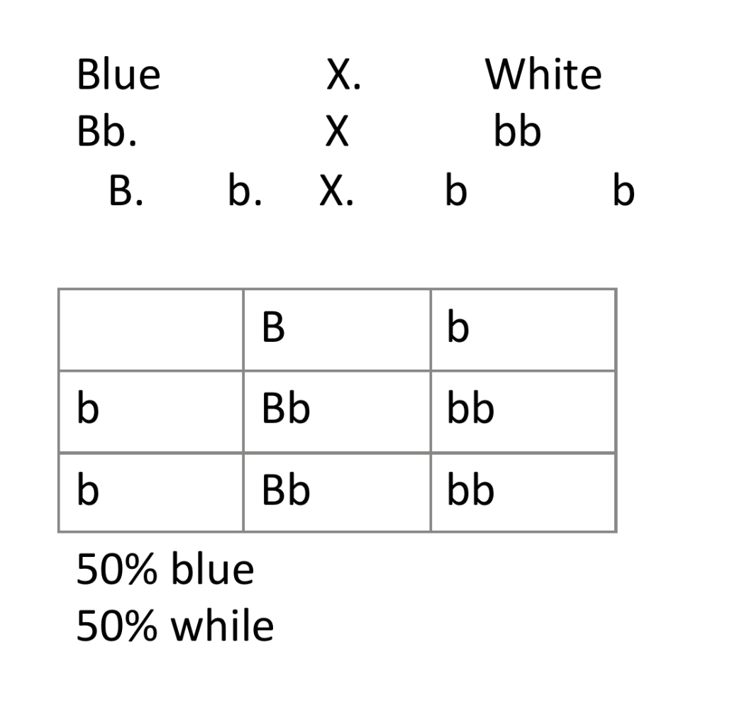 <p><span style="color: rgb(32, 18, 77)">Study of inheritance of one characteristic (Gene) shown Using a Punnett Square</span></p>