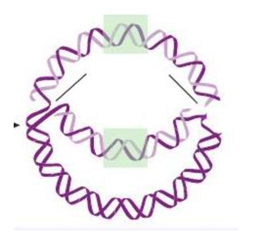 <p><span>In this image of a bacterial chromosome replicating, the openings the labels are pointing to are called the _______ ________</span></p>
