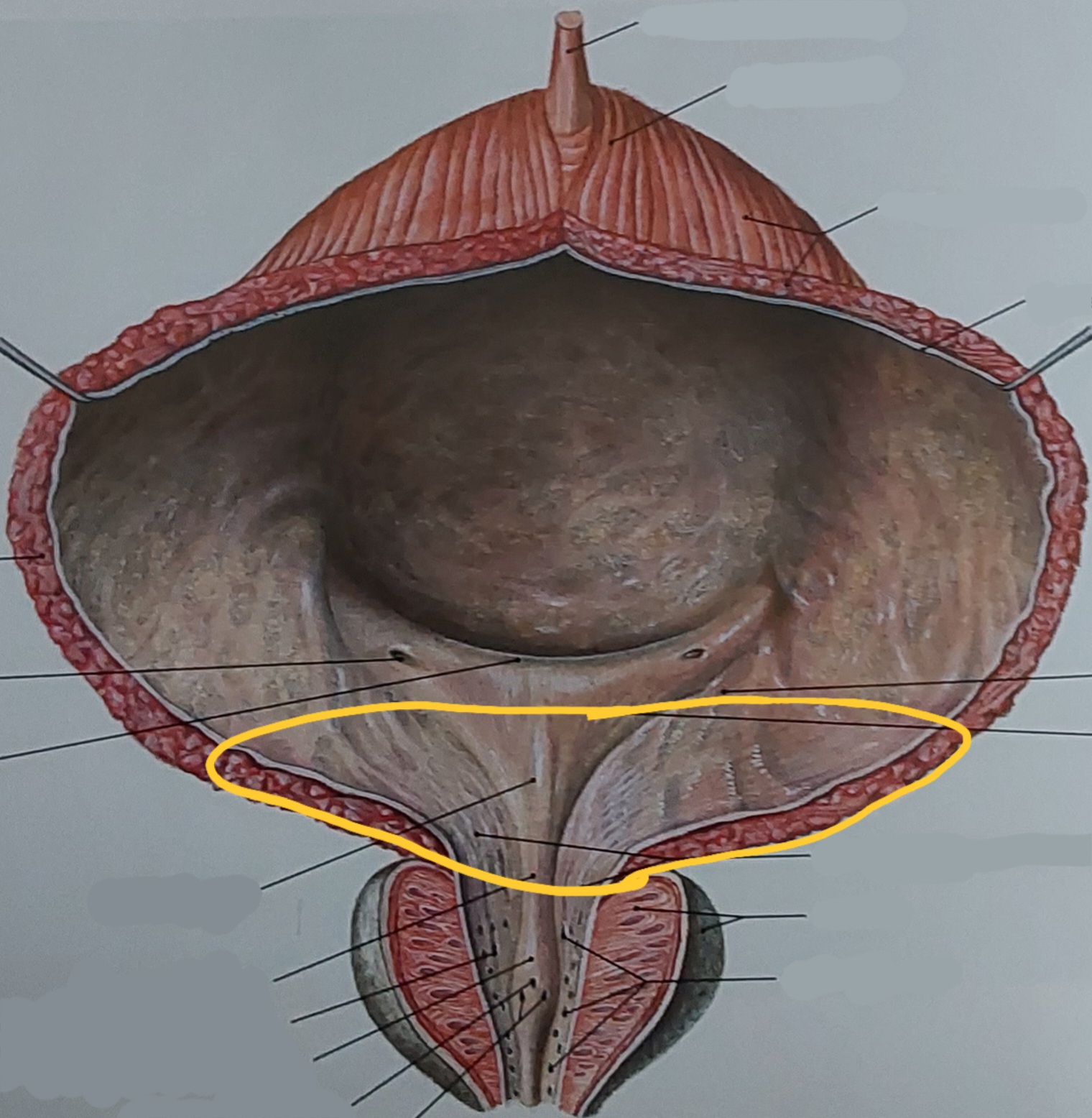 term image