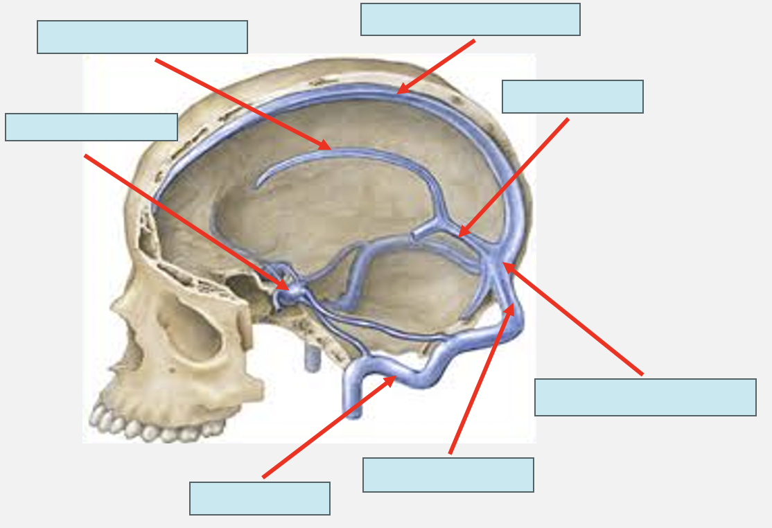 <p>label the venous sinuses </p>