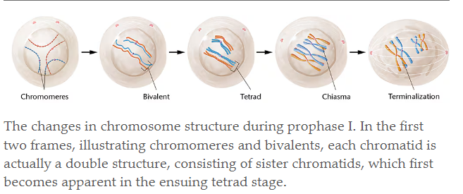 <p><strong>Prophase 1</strong></p><ul><li><p><strong>Leptotene: </strong>Thread like chromosomes begin to condense becoming visible as discrete structures, although the sister chromatids can’t be distinguished</p></li><li><p><strong>Zygotene: </strong>Chrom. are clearly visible and begin pairing with other homologous chrom. along the synaptonemal complex to form <strong>bivalents, or tetrads —&gt; SYNAPSIS</strong></p></li><li><p><strong>Pachytene: </strong>The homolgs synapse fully. Recombination’s nodules appear along the synaptonemal complex —&gt; helps with <strong>crossing over</strong></p></li><li><p><strong>Diplotene: </strong>The bivalent pulls apart slightly, but homolog chrom. remain connected due to recombination at crossover sites (chiasmata)</p></li><li><p><strong>Diakinesis: </strong>The bivalent condense further.</p></li></ul><img src="https://knowt-user-attachments.s3.amazonaws.com/6a0c0771-449b-4649-b464-969e3eb46a66.jpg" data-width="100%" data-align="center"><p></p><p><strong>Metaphase 1</strong>: chromosomes have maximally shortened and thickened—&gt;</p><ul><li><p>location and structure of chromosomes: in the middle of cell in the metaplate (look like X)</p></li><li><p>centrosomes: still attached to the chr and sister chromatids</p></li><li><p>meiotic spindle: enlongated and connected to the kinochores on the centromeres and pulling the chr to the other side of the cell</p></li><li><p>nuclear membrane: gone</p></li><li><p>cell membrane: more oval/enlogated because of the centriols</p></li></ul><p><strong>Anaphase I:</strong></p><ul><li><p>location and structure of chromosomes: migrating to the other side of cell, (they still look like X)</p></li><li><p>centrosomes: still attached to 2 sister chromatids</p></li><li><p>meiotic spindle: actively pulling the homolog pair way and shortening themselves to do so</p></li><li><p>nuclear membrane: gone</p></li><li><p>cell membrane: still elongated</p></li></ul><p><strong>Telophase I:</strong></p><ul><li><p>location and structure of chromosomes: 23 in one cell and 23 in the other (still look like X)</p></li><li><p>centrosomes: still attached to their sister chromatids</p></li><li><p>meiotic spindle,: detach from the chro</p></li><li><p>nuclear membrane: begins to reform</p></li><li><p>cell membrane: cytokinesis occurs and the cleavage furrow pinches the two new cells off of each other</p></li></ul><p><strong>Prophase II:</strong></p><ul><li><p>location and structure of chromosomes, inside the nucleus (which is breaking) (still look like X)</p></li><li><p>centrosomes: still attach to sis chromatids</p></li><li><p>meiotic spindle: beginning to form and extend outwards</p></li><li><p>nuclear membrane: beginning to fragment</p></li><li><p>cell membrane.: nothing happening</p></li></ul><p><strong>Metaphase II:</strong></p><ul><li><p>location and structure of chromosomes: begin to line up at the metaplate (still look like X)</p></li><li><p>centrosomes: attached to sis chromatids but also to the microtubules by the kinochore protein</p></li><li><p>meiotic spindle: extended out and attaching to the centromeres</p></li><li><p>nuclear membrane: completely fragmented and gone</p></li><li><p>cell membrane: slightly elongated</p></li></ul><p><strong>Anaphase II:</strong></p><ul><li><p>location and structure of chromosomes: new chromosomes from the chromatids of the sisters are moving to the opposite side of the cell (now they look like I)</p></li><li><p>centrosomes: fragmented and now attached to each new chromosomes after separation</p></li><li><p>meiotic spindle: shortening and pulling the chr to the other side of the cell</p></li><li><p>nuclear membrane: still gone</p></li><li><p>cell membrane: elongated</p></li></ul><p><strong>Telophase II</strong></p><ul><li><p>location and structure of chromosomes: inside the new nucleus in the new daughter cell, (look like I)</p></li><li><p>centrosomes: attached to the chro (looks like chromatids)</p></li><li><p>meiotic spindle: detached the centromeres and are outside of the nucleus in the new cell</p></li><li><p>nuclear membrane: reforms around the new chromosomes</p></li><li><p>cell membrane: goes through cytokinesis and cleavage furrow pinches the 4 new daughter cells off</p></li></ul><p></p><p></p>