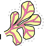<p>Lobate coastlines</p><p>Deltas (bulges)</p><p>Channels branching and thinning</p>