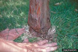 <p><span>&nbsp;Physical damage to plant stems and bark caused by string trimmers, leading to wounds and stress.</span></p>