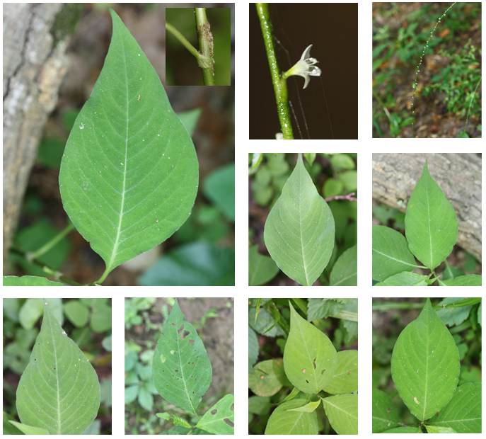 <p>Virginia knotweed</p>