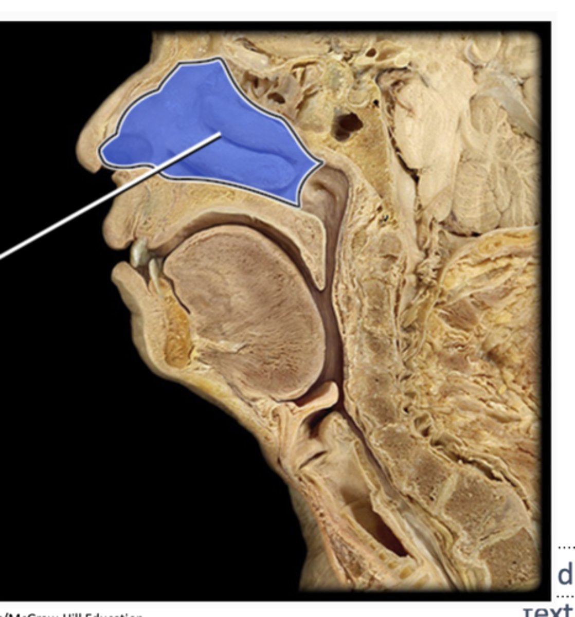 <p>humidifies and warms inspired air</p>