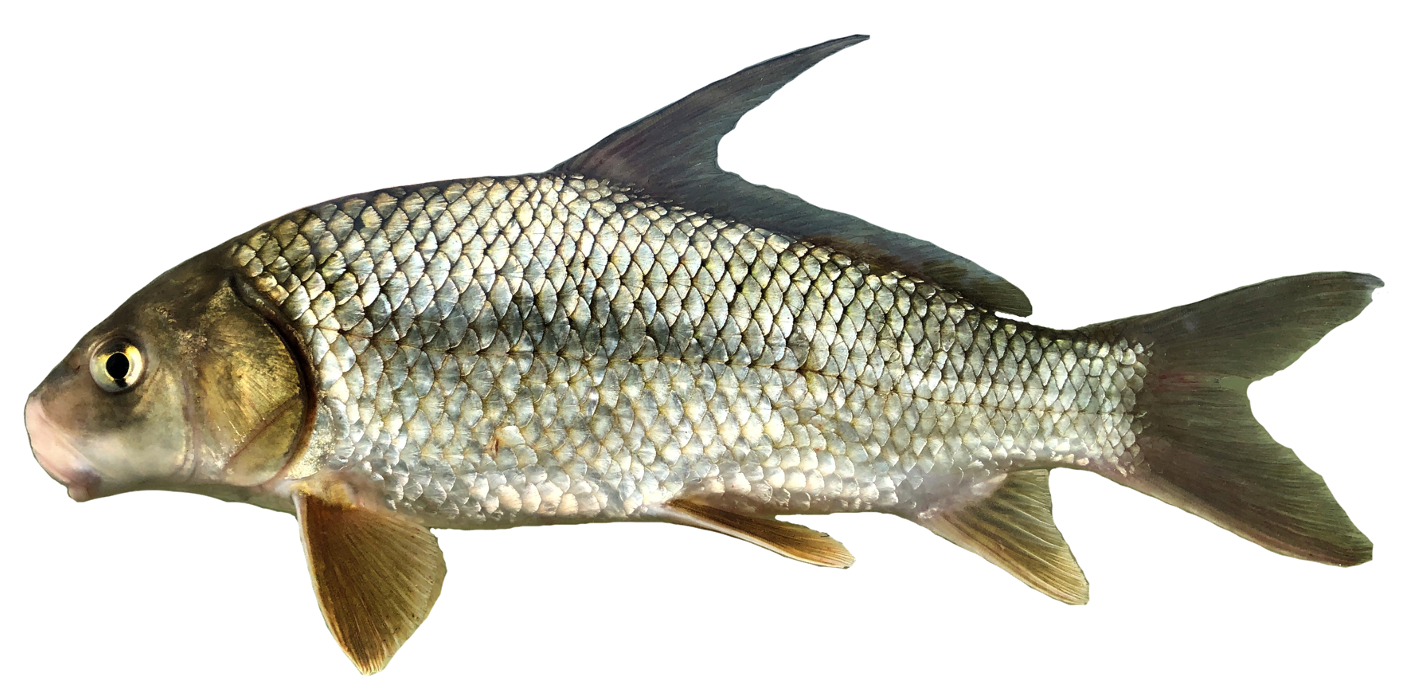 <p><span>- No bump or nipple on lower lip</span></p><p><span>- Dorsal rays do not extend past base</span></p><p><span>- Deep body Narrow shape</span></p>