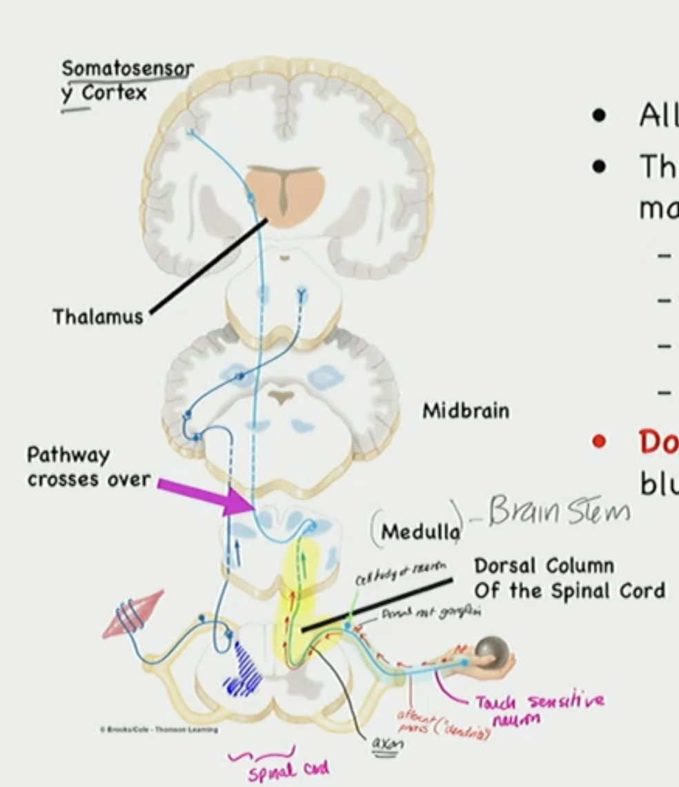 <p>Afferent moves through</p>