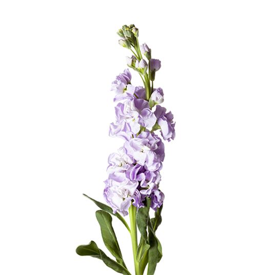 <p><em>Matthiola</em></p>
