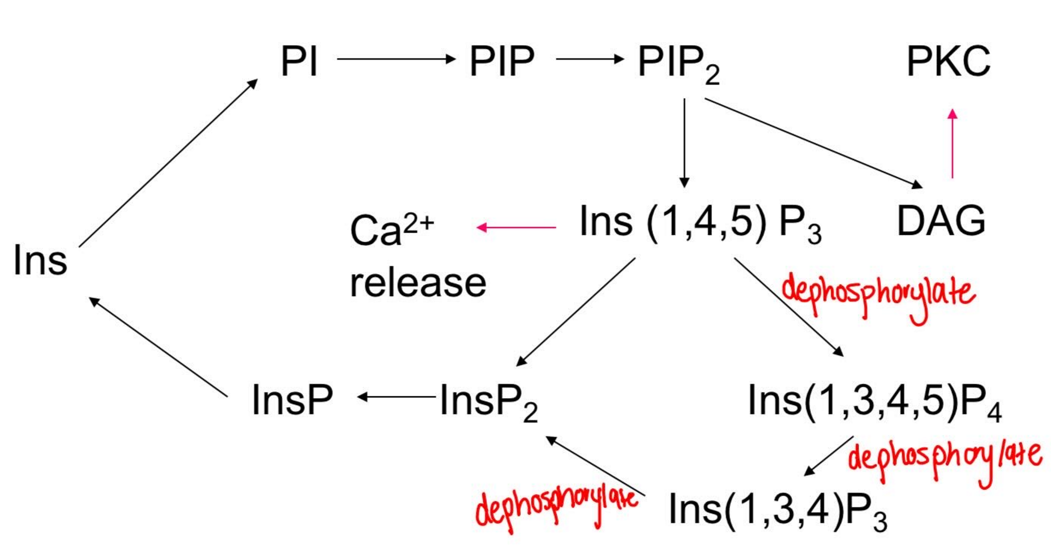 knowt flashcard image