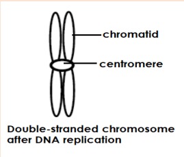 Strand of DNA twisted around a backbone of proteins
Thread like structures found in the nucleus

