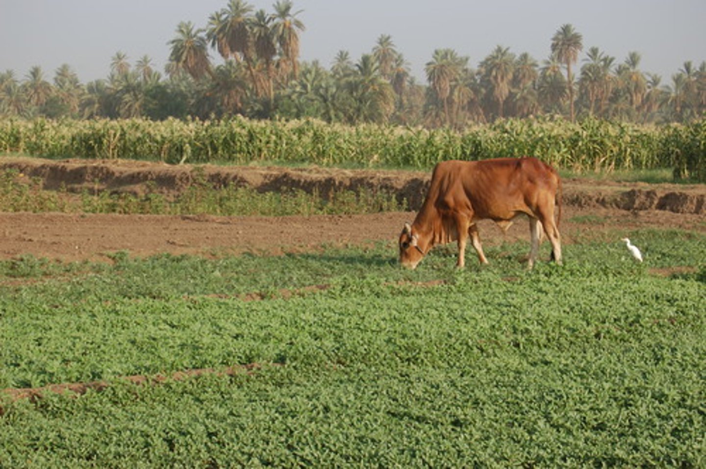 <p>when crops and livestock are interspersed</p>