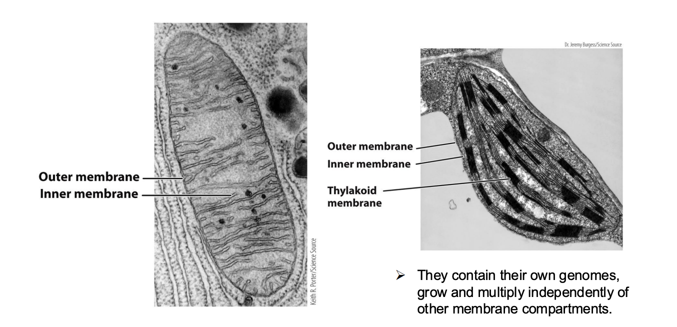 <ul><li><p>organelles involved in harnessing energy and likely evolved from free-living prokaryotes.</p></li><li><p><span style="background-color: inherit; line-height: 19.55px; color: windowtext;"><span>Not part of Endomembrane system</span></span><span style="line-height: 19.55px; color: windowtext;"><span>&nbsp;</span></span></p></li><li><p class="Paragraph SCXO210469357 BCX0" style="text-align: left;"><span style="background-color: inherit; line-height: 19.55px; color: windowtext;"><span>Mitochondria and chloroplast: harvest energy for the cell and hold genomes</span></span><span style="line-height: 19.55px; color: windowtext;"><span>&nbsp;</span></span></p></li><li><p class="Paragraph SCXO210469357 BCX0" style="text-align: left;"><span style="background-color: inherit; line-height: 19.55px; color: windowtext;"><span>Can grow and multiply independently --&gt; once bacteria that were captures by ancestor or eukaryotic cell</span></span><span style="line-height: 19.55px; color: windowtext;"><span>&nbsp;</span></span></p><ul><li><p class="Paragraph SCXO210469357 BCX0" style="text-align: left;"><span style="background-color: inherit; line-height: 19.55px; color: windowtext;"><span>Over time evolved current function in eukaryotic cells</span></span><span style="line-height: 19.55px; color: windowtext;"><span>&nbsp;</span></span></p></li><li><p class="Paragraph SCXO210469357 BCX0" style="text-align: left;"><span style="background-color: inherit; line-height: 19.55px; color: windowtext;"><span>Genes sometimes change: endosymbiosis theory</span></span><span style="line-height: 19.55px; color: windowtext;"><span>&nbsp;</span></span></p></li></ul></li></ul><p></p>