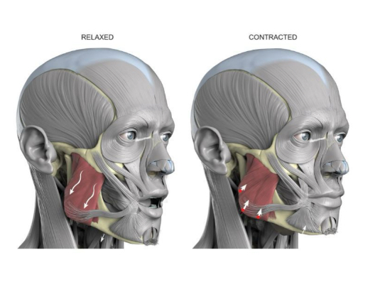 <p>What is this muscle?</p>