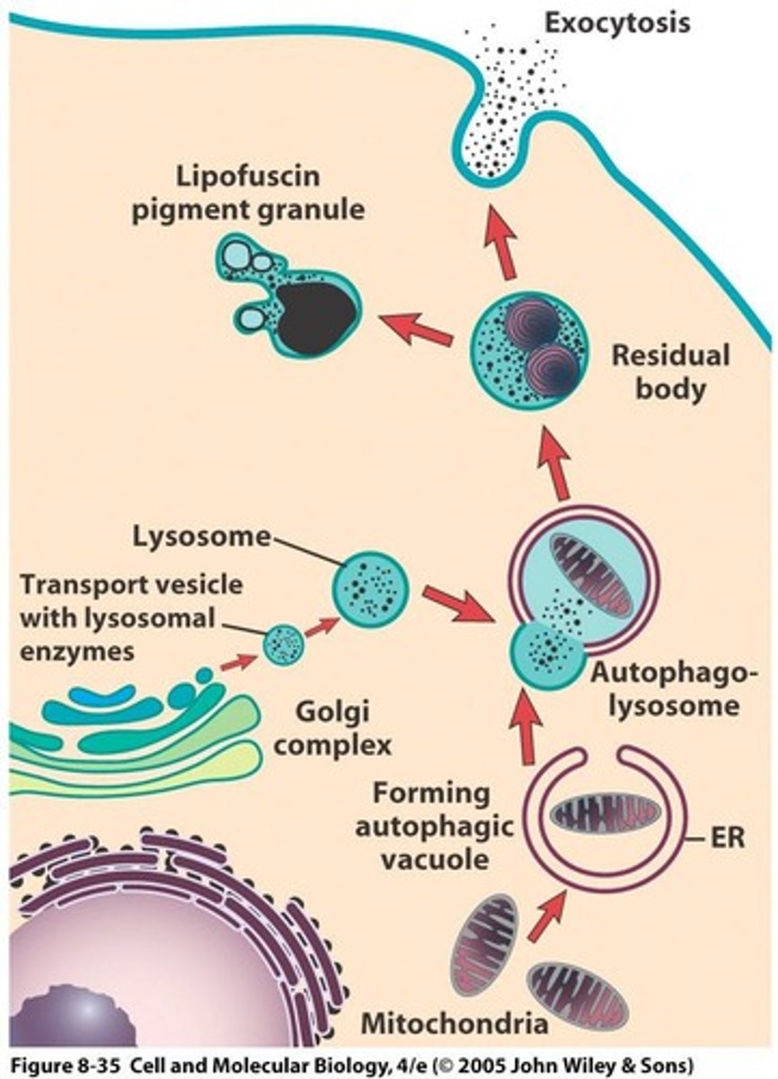 <p>An organelle becomes surrounded by an ER membrane, fuses with a lysosome to form an autophagolysosome, and is then digested.</p>