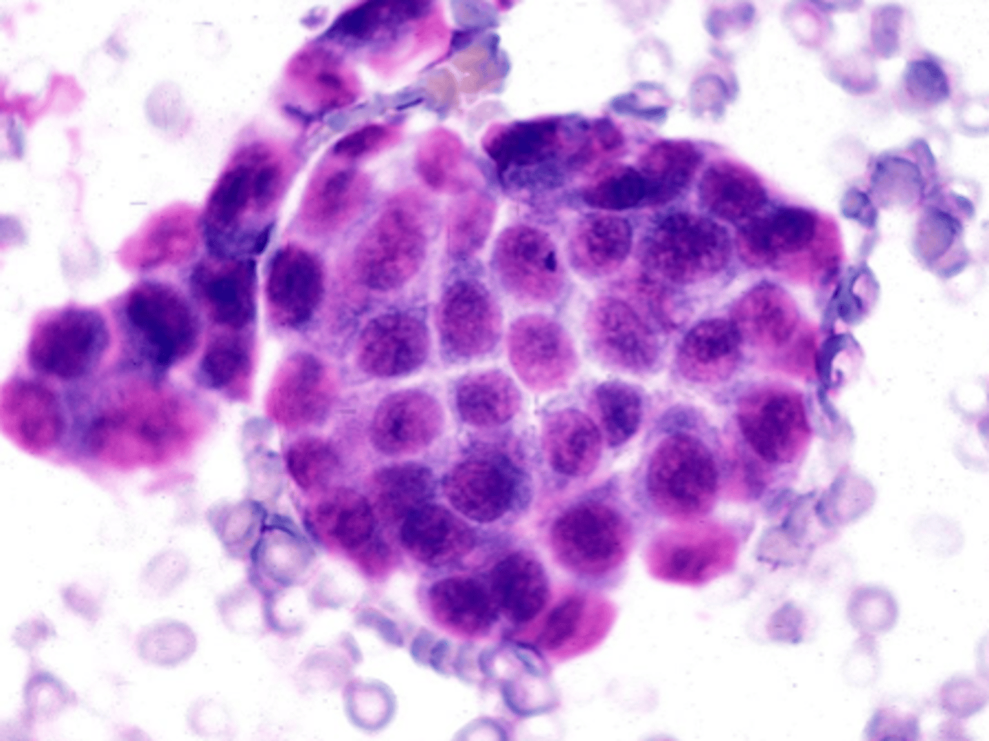 <p>Identify the type of tissue?</p>