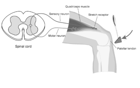 <p>sensory neuron → motor neuron</p>