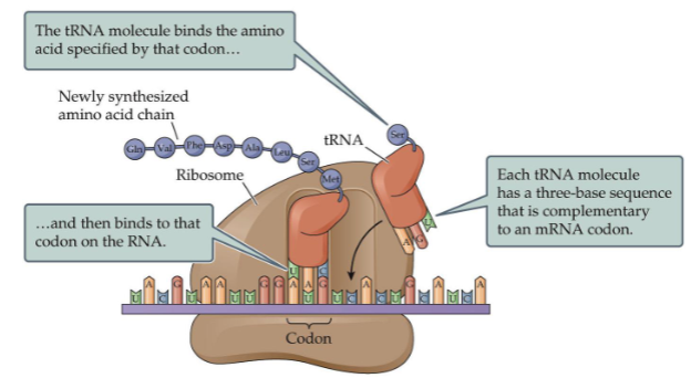 <ul><li><p>Translation: the building of a polypeptide using amino acids as directed by RNA (RNA → polypeptide)</p></li></ul><p></p>