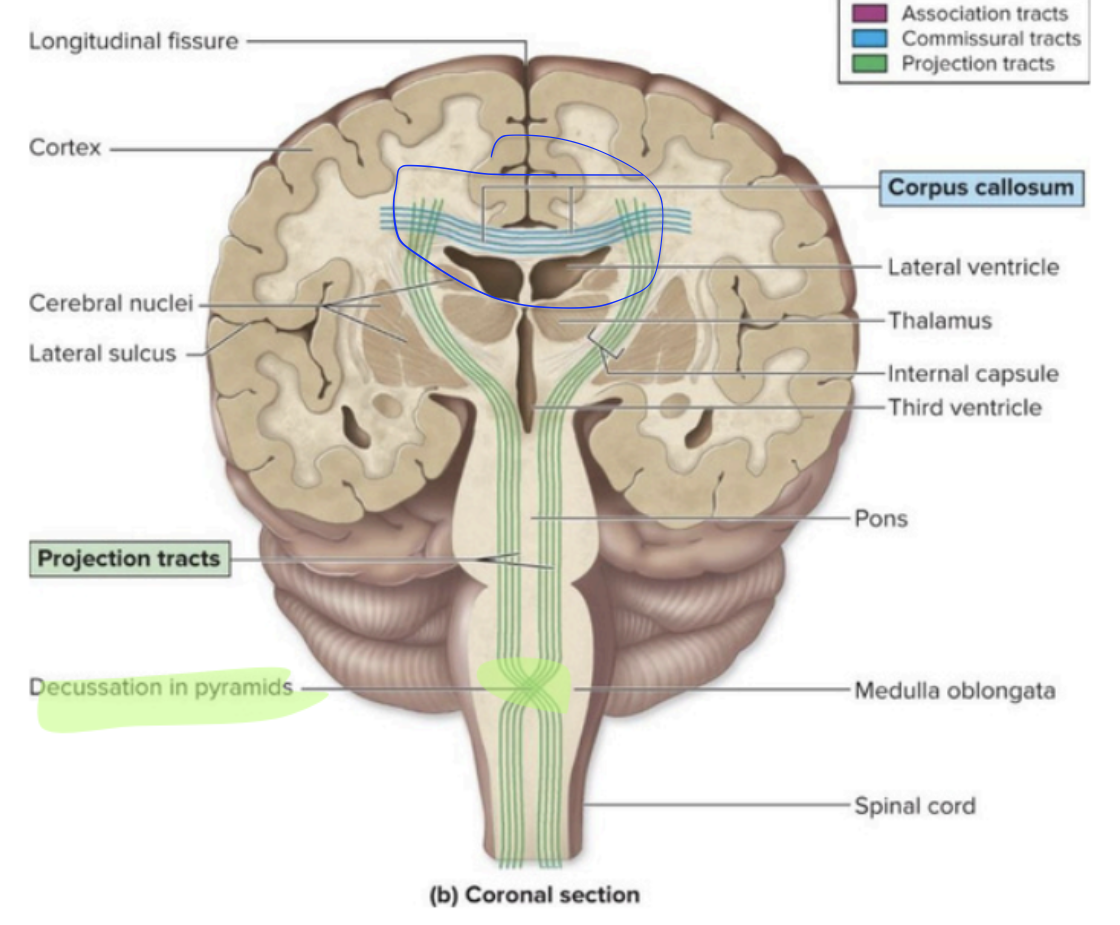 <p>Cerebral White Matter - <strong>commissural tracts</strong></p>