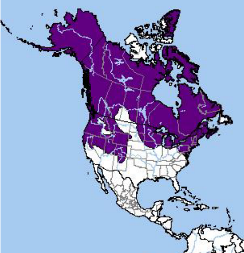 <p>Which species fits the following habitat and management concerns?</p><p><br>Habitat: Variable habitat - forests, open woodlands, grasslands, wetlands, and agricultural fields</p><p>Management issues: Important furbearer; may help keep some rodent populations under control</p>