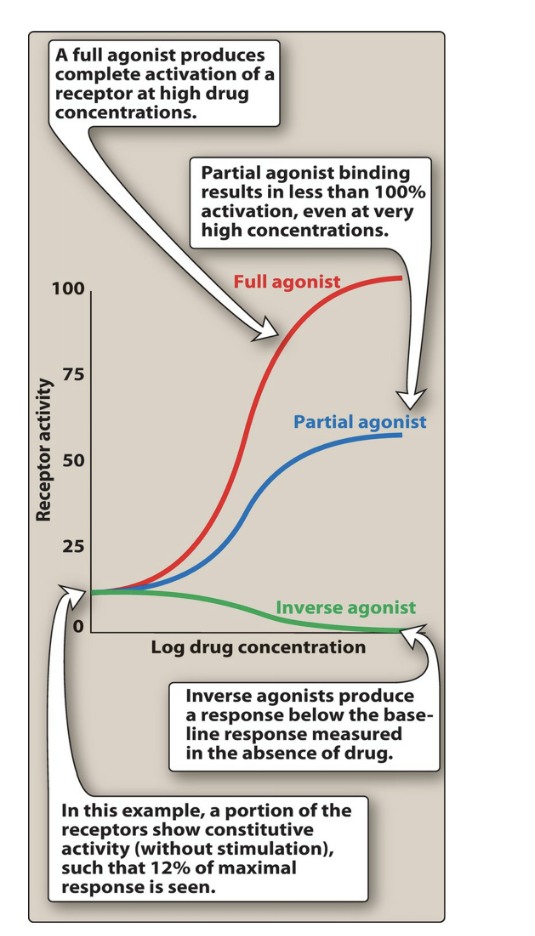 <ul><li><p>full agonist = produces <u>complete</u> activation of a receptor at <u>high</u> drug concentrations</p></li><li><p>partial agonist = <u>less than 100%</u> activation EVEN at very high concentrations</p></li><li><p>inverse agonists = produce a response <u>below the baseline</u><strong><u> </u></strong>response measured in the absence of drug</p></li></ul><p></p>