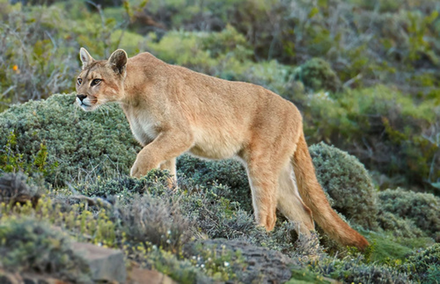 <p>name for organism in everyday language, problem some organisms have many common names, for example cougar mountain lion, puma all refer to same thing (example: blue whale)</p>