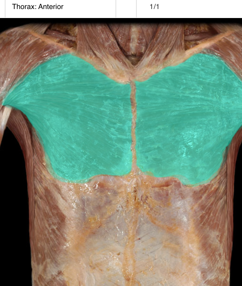 <p>A large muscle located in the chest that is primarily responsible for shoulder flexion, adduction, and medial rotation. It originates from the clavicle, sternum, and ribs, inserting at the humerus. </p>