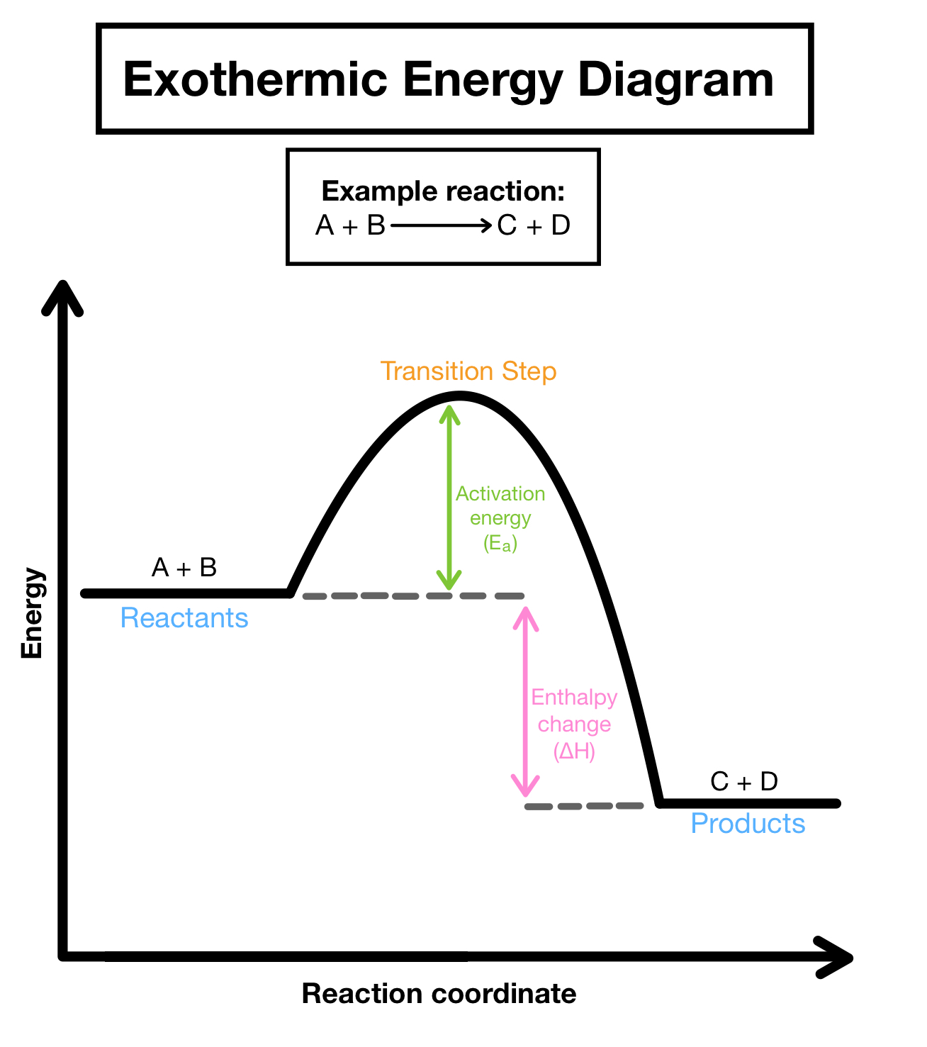<p>A process that releases heat to the surroundings, resulting in a temperature increase of the environment. Exothermic reactions typically have a negative change in enthalpy. Thermo favorable.</p>