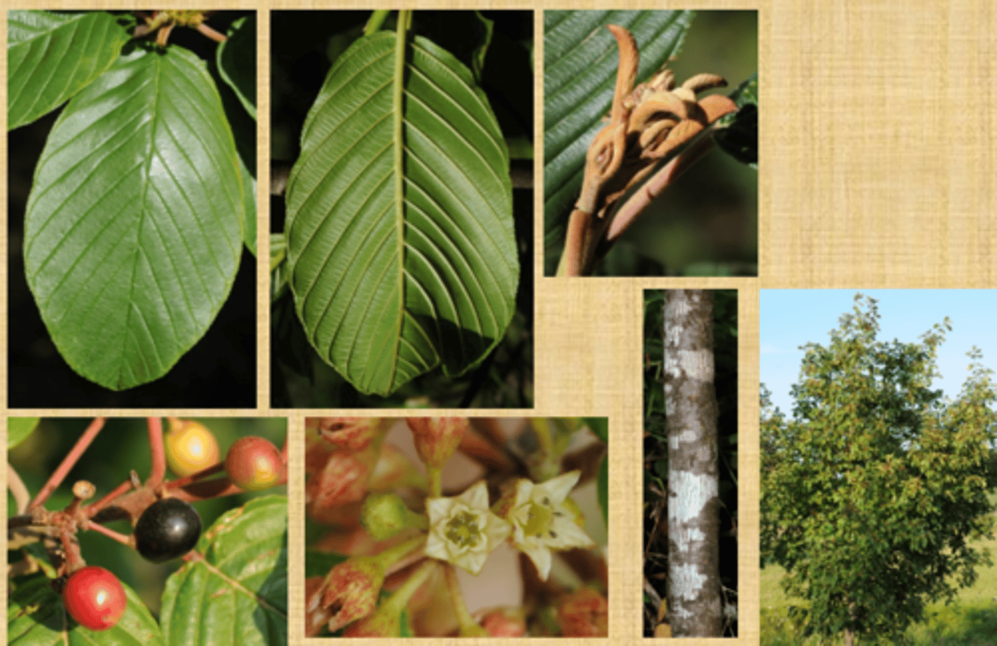 <p>small tree/shrub. Pockmarked, light grey bark. Leaves are long and ovate, with parallel veining and a prominent brown midrib. Smooth and wavy margins. Fruit are round and purple/black. Flowers are yellow green, small buds, in a "snowflake" arrangement.</p>