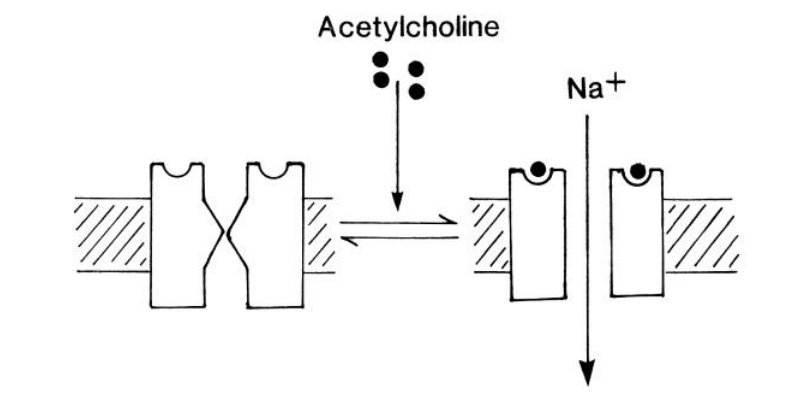 <ol><li><p>ACh binds to sites on outside of the target cell</p></li><li><p>Induce conformational change</p></li><li><p>Allows Na+ entry</p></li><li><p>Membrane depolarisation</p></li><li><p><strong>muscle contraction</strong></p></li></ol><p></p>
