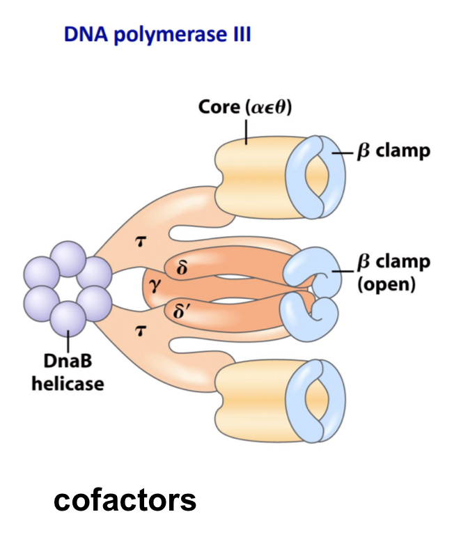 <p>10 types of subunits</p><ul><li><p>polymerisation occurs in alpha subunits</p></li><li><p>Proofreading in epsilon subunit</p></li><li><p>High processivity provided by beta subunits as they associate in pairs to act as clamps preventing DNA dissoscation from DNA strands</p></li><li><p>Has 2 catalytic cores</p></li></ul><p></p>