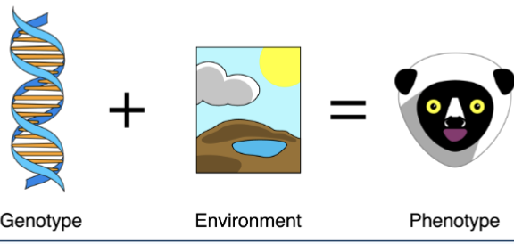 <p>Phenotype is determined by both genotype AND the environment</p><p>Ex. <strong>Genotype:</strong> A person may inherit genes that predispose them to be <strong>tall</strong>. </p><p><strong>Environment:</strong> Nutrition and overall health during childhood. </p><p><strong>Outcome (Phenotype):</strong><br>Two people with similar “tall” genes can end up <strong>different heights</strong> if one had good nutrition growing up and the other did not.</p>