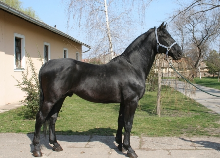 <p>ce rasa</p>