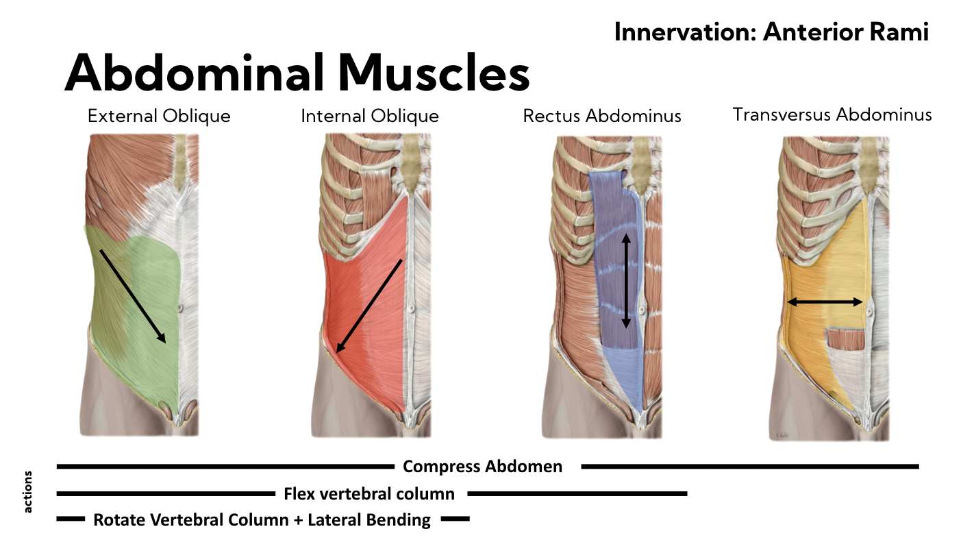 Innervation: Anterior Rami 