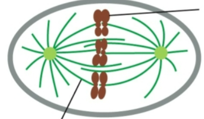 <p>nuclear division</p>