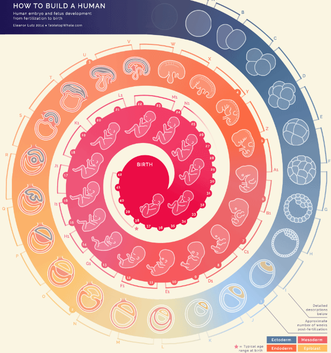 <p>Illustrating pregnancy development week-by-week with both static snapshots and animated transitions (example in slides).</p>