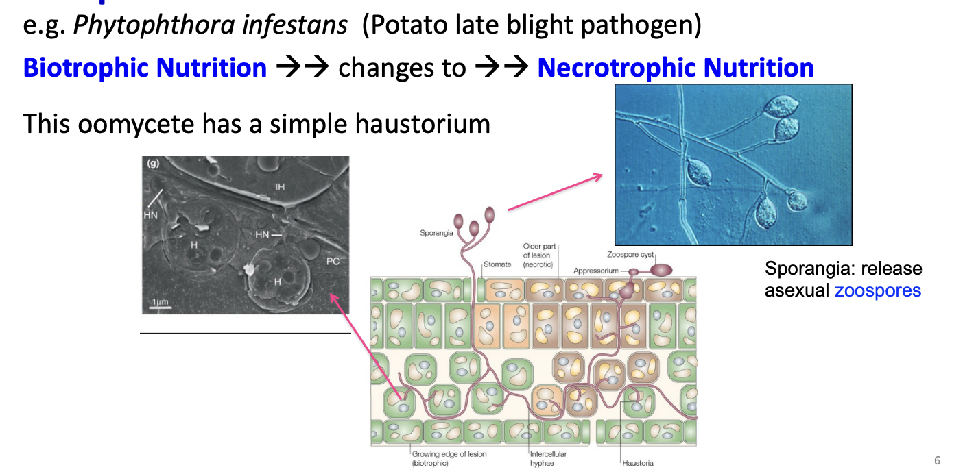 <p>Initial stage of infection involves <strong>extraction</strong> of nutrients from host cells through </p><ul><li><p>simple haustoria (biotrophic)</p></li><li><p>then →</p></li><li><p><strong>more aggressive</strong> necrotrophic stage</p></li></ul><p></p>
