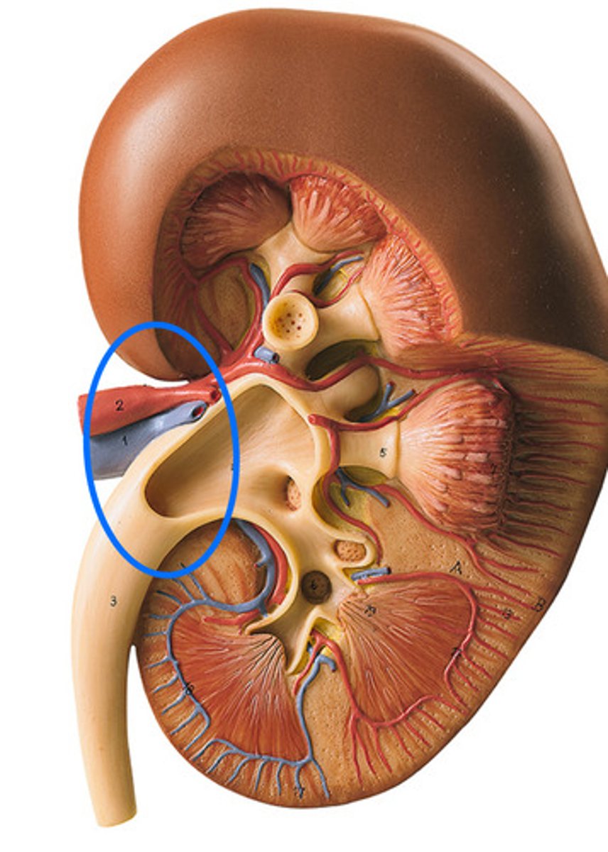 <p>ID Structural Landmark Circled Blue</p>