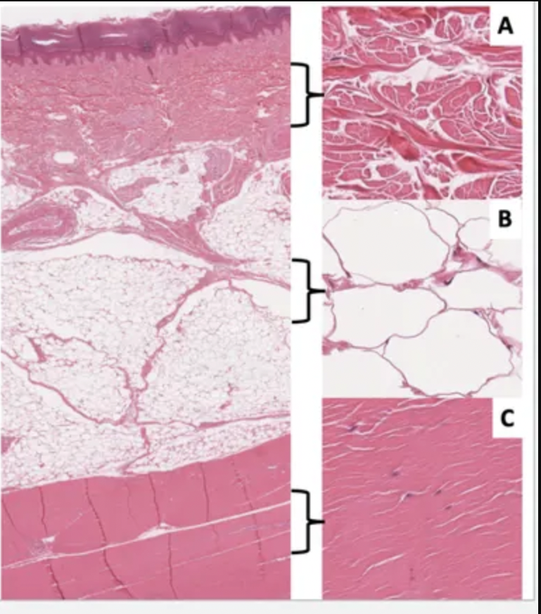 Name the tissue in image B: