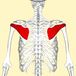 <p>origin: infraspinous fossa</p><p> insertion: greater tubercle of humerus</p><p>action: lateral rotation of the arm</p>