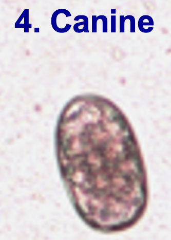 <p>Give the size, genius, species and common name for this <strong>canine </strong>parasitic egg</p>
