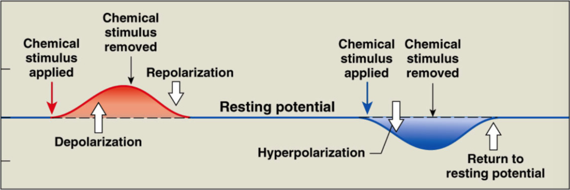 <p><strong>Polarization</strong></p><ul><li><p>inside of cell is negative to outside (RMP = -70mV)</p></li></ul><p></p><p><strong>Depolarization</strong> </p><ul><li><p>process of making inside of cell less negative -70 → 0</p></li></ul><p></p><p><strong>Repolarization</strong></p><ul><li><p>process of returning membrane potential back to RMP + → -70mV</p></li></ul><p></p><p><strong>Hyperpolarization&nbsp;</strong></p><ul><li><p>process of making inside of cell MORE negative than RMP (< -70mV)</p></li></ul><p></p>