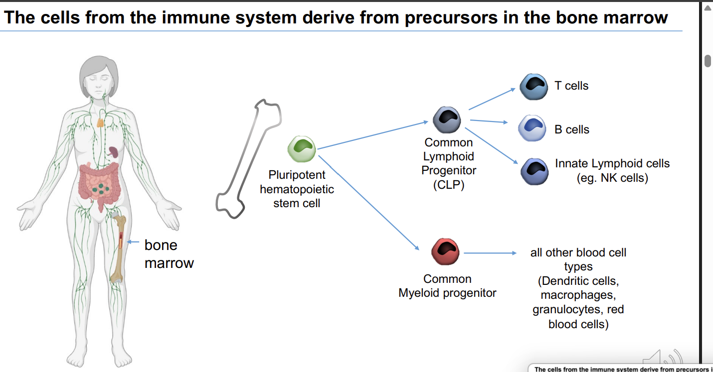 <p><strong><em>Pluripotent </em></strong>hematopoietic stem cell → common myeloid and common lymphoid progenitor cells → the common lymphoid progenitor gives rise to T cells</p>