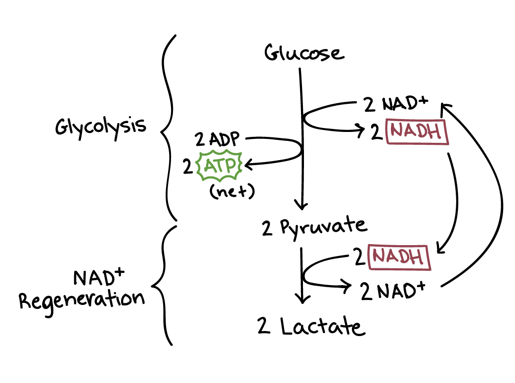 <p>An anaerobic pathway for breaking down glucose, returning either lactate (animals) or ethanol (fungi/yeast)</p>