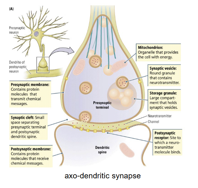 <p>It will cause a change in the resting potential of the postsynaptic neuron (<span style="color: red">EPSP </span>or <span style="color: #0df7e7">IPSP</span>).</p>